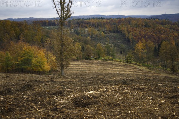 Cleared forest with a view of hills full of colorful autumn trees, Freudenberg North Rhine-Westphalia