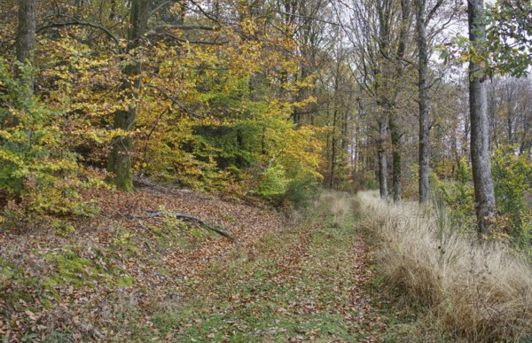 Autumn forest edge with colorful leaves, grass and quiet atmosphere, Freudenberg North Rhine-Westphalia