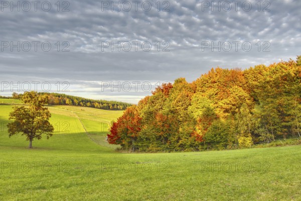 Green meadow with trees in autumnal yellow under cloudy sky, Siegen