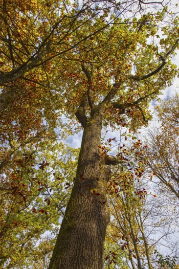 Frog's eye view of a large tree with autumn leaves, Netphen