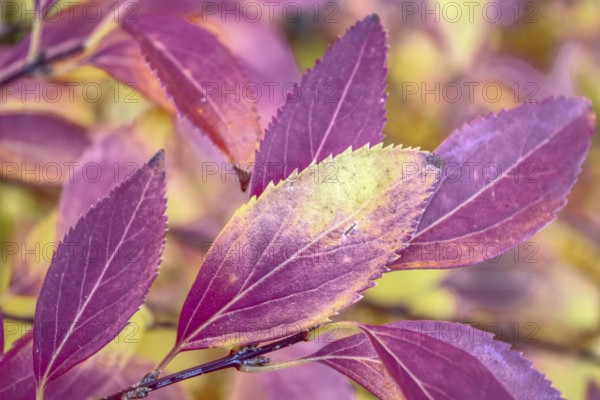 Close-up of purple leaves with autumn colors, Siegen