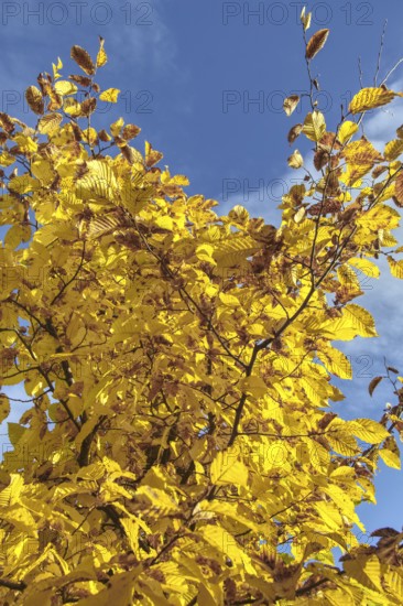 Tree with bright yellow autumn leaves against a blue sky, Siegen