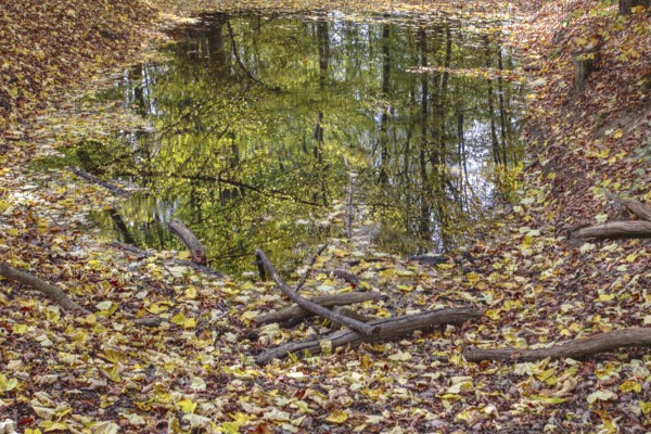 Autumn pond with leaves and trees reflecting in the water, Netphen