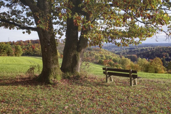 Peaceful view of an autumnal landscape with bench under trees, Freudenberg, North Rhine-Westphalia