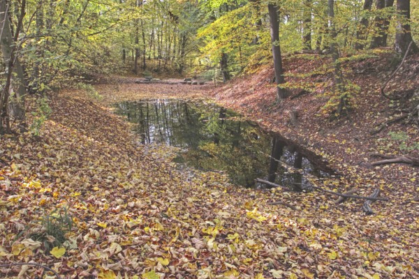 Secluded pond in the forest with autumn leaves and reflections, Netphen
