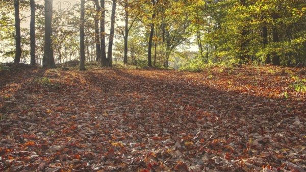 Sun-drenched forest with reddish brown autumn leaves on the ground, Siegen