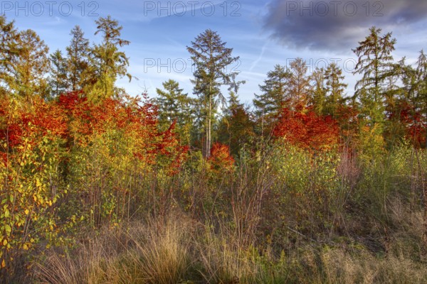 Autumn landscape with colorful trees under blue sky, Siegen