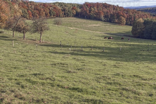 Hilly autumn landscape with grazing cows and colorful leaves, Siegen