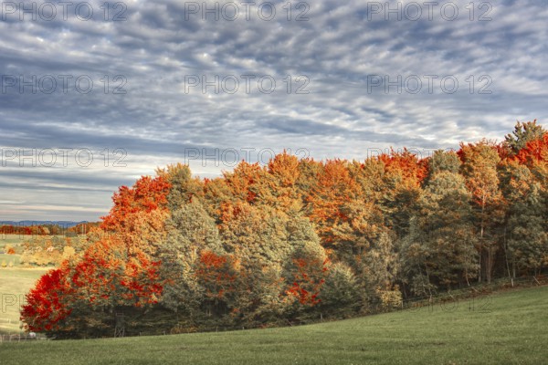 Forest in bright autumn colors under cloudy sky, Siegen