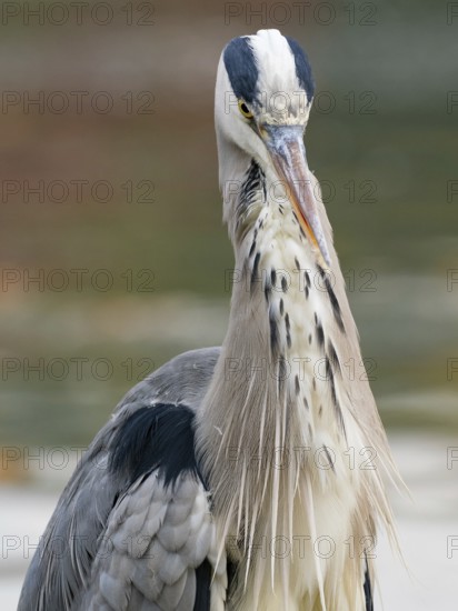 A gray heron on the water, Ruhrpott, North Rhine-Westphalia, Germany