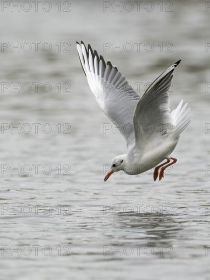 A black-headed gull fishing just in front of diving into water, Ruhrpott, North Rhine-Westphalia, Germany