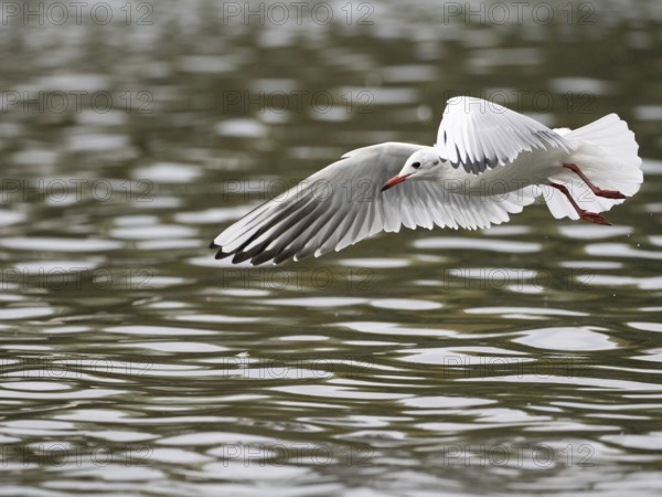 A black-headed gull in flight, Ruhrpott, North Rhine-Westphalia, Germany