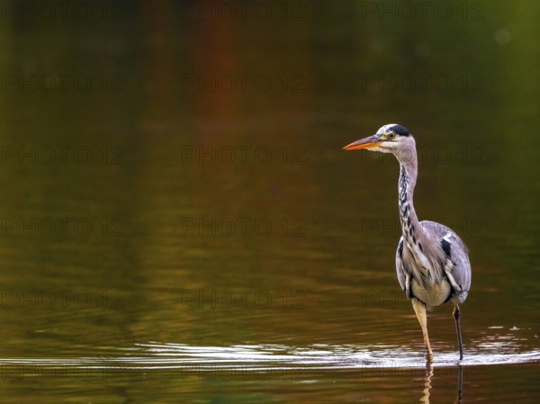 A gray heron in autumn colors, Ruhrpott, North Rhine-Westphalia, Germany
