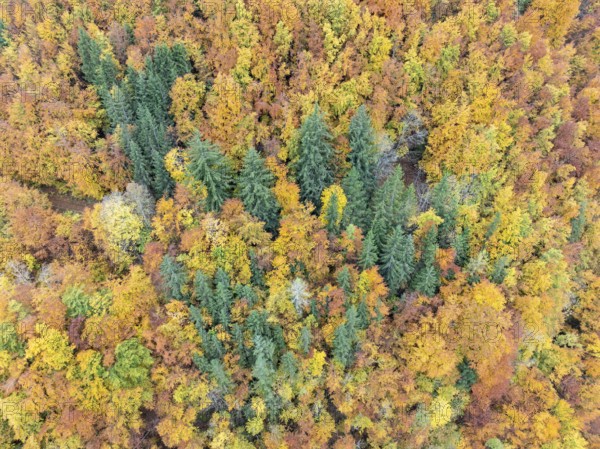 Aerial view, top-down view of an autumn-colored mixed forest, mainly consisting of red beech and silver firs, Sigmaringen district, Upper Danube Valley, Sigmaringen district, Baden-Württemberg, Germany