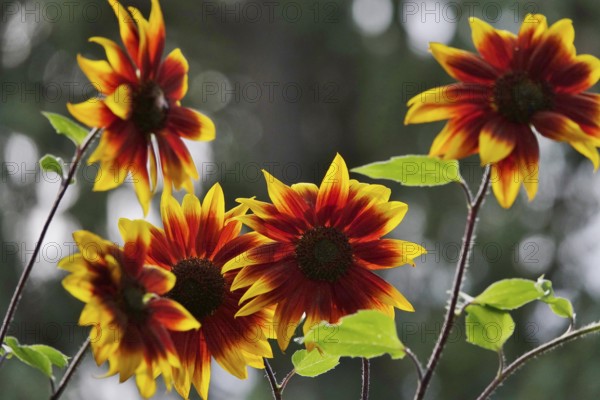 Red sunflowers, September, Germany