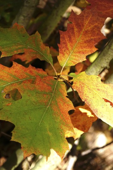 Red oak leaves, autumn, Germany