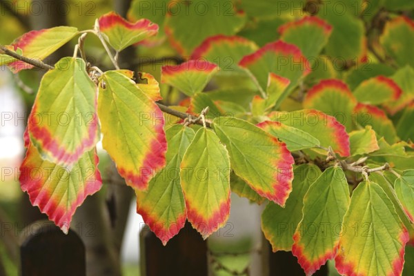 Witch hazel leaves, autumn, Germany