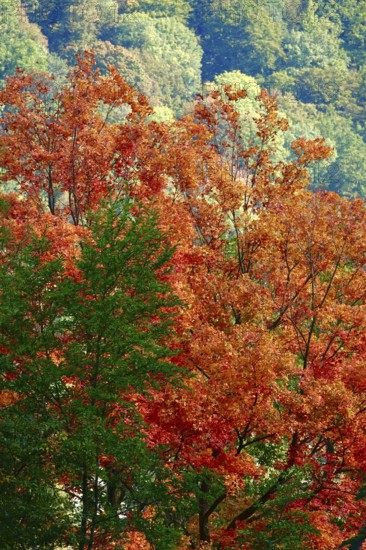 Golden October, forest glows in autumn colors, Germany