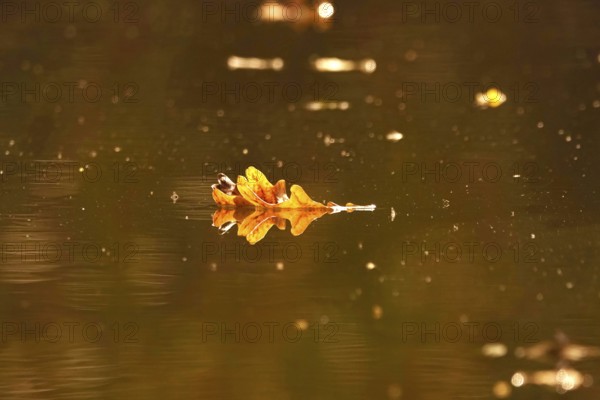 Leaves of an oak reflected in water, autumn, Germany