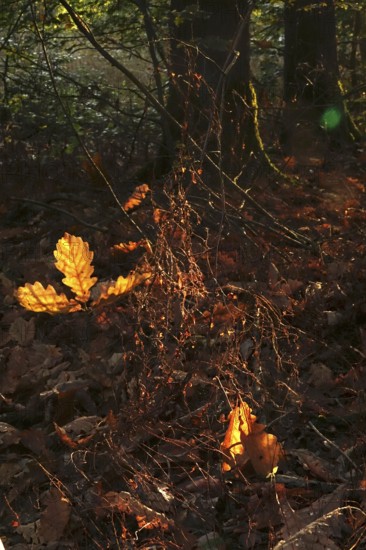 Leaves of an oak tree, autumn, Germany