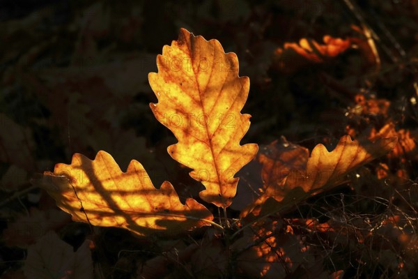 Leaves of an oak tree, autumn, Germany