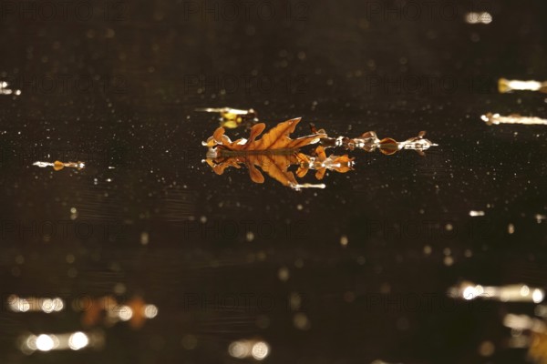 Leaves of an oak tree on a lake, autumn, Germany