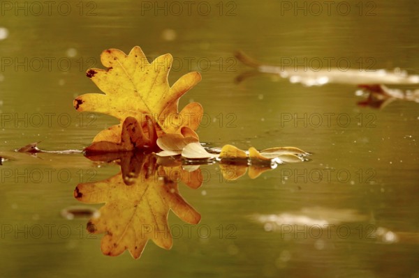 Leaves of an oak tree, reflection in a lake, autumn, Germany