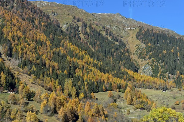 Forest in colorful autumn dress, Val d'Hérens, Valais, Switzerland