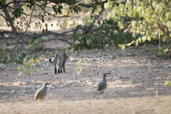 African wildcat (Felis lybica) followed by two Francolin birds. The birds try to chase the wild cat away. Chobe National Park, Botswana