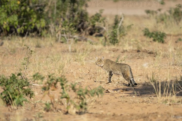 African wildcat (Felis lybica) standing in its habitat, looking to the camera. Chobe National Park, Botswana