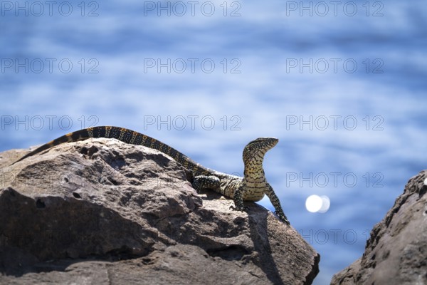 Monitor Lizard, Varanus niloticus, curious looking to the right, sitting on a rock at the edge of the Chobe River. Chobe National Park, Botswana