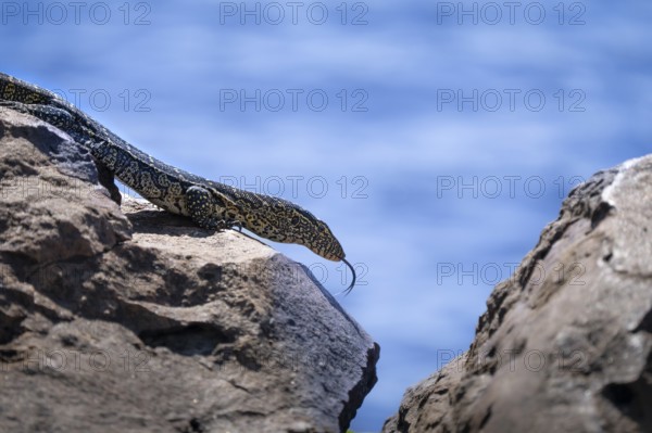 Monitor Lizard, Varanus niloticus, curious climbing on a rock at the edge of the Chobe River. Chobe National Park, Botswana