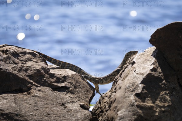 Monitor Lizard, Varanus niloticus, climbing over a gap between two rocks at the edge of the Chobe River. Chobe National Park, Botswana