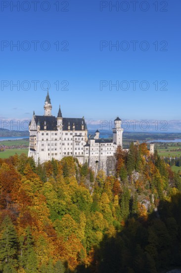 The impressive Neuschwanstein Castle rises above autumn trees against a clear sky, Schwangau, Königswinkel, Ostallgäu, Allgäu, Swabia, Bavaria, Germany
