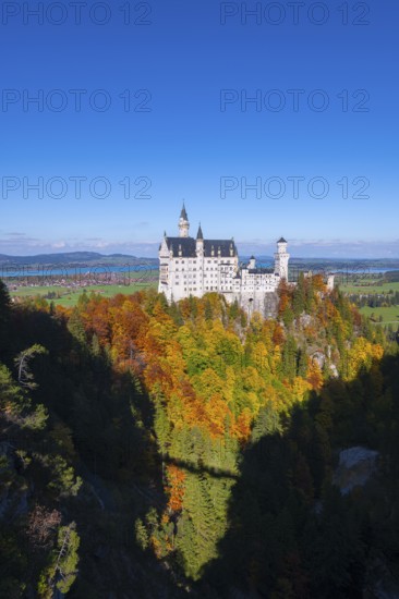 The fairytale Neuschwanstein Castle towers over autumn-colored trees against a clear blue sky, Schwangau, Königswinkel, Ostallgäu, Allgäu, Swabia, Bavaria, Germany