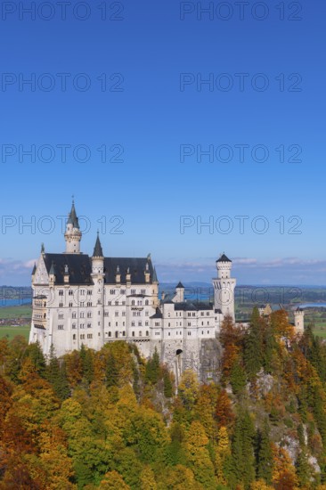 Neuschwanstein Castle stands majestically with autumnal forest in the foreground under clear skies, Schwangau, Königswinkel, Ostallgäu, Swabia, Bavaria, Germany
