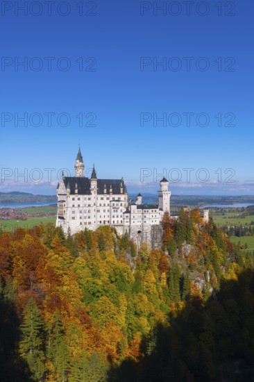 Neuschwanstein Castle towers majestically over autumnal forests against a blue sky, Schwangau, Königswinkel, Ostallgäu, Allgäu, Swabia, Bavaria, Germany