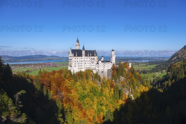 The picturesque Neuschwanstein Castle overlooks colorful autumn forests under clear skies, Schwangau, Königswinkel, Ostallgäu, Allgäu, Swabia, Bavaria, Germany