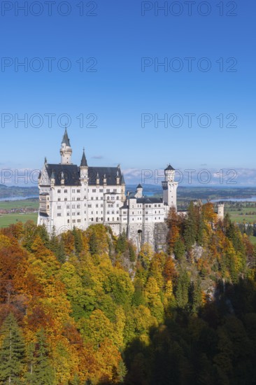 Neuschwanstein Castle stands majestically above colorful autumn forests and bright blue skies, Schwangau, Königswinkel, Ostallgäu, Allgäu, Swabia, Bavaria, Germany