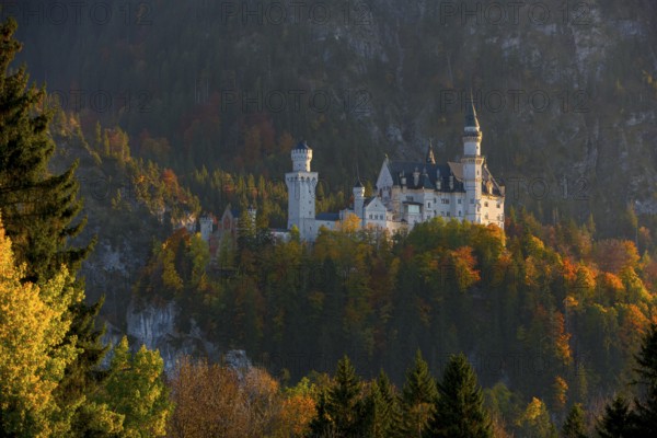 The fairytale castle Neuschwanstein surrounded by colorful autumn forests, in the warm light of dusk, Schwangau, Königswinkel, Ostallgäu, Allgäu, Swabia, Bavaria, Germany