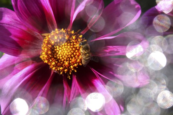 Dahlia with beautiful bokeh, autumn, Germany