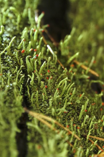 Lichen in the forest, autumn time, October, Germany