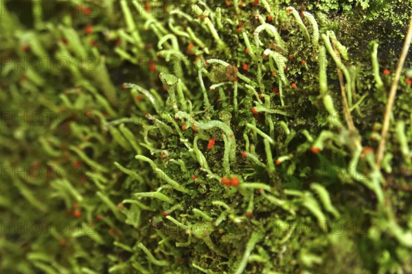 Lichen in the forest, autumn time, October, Germany