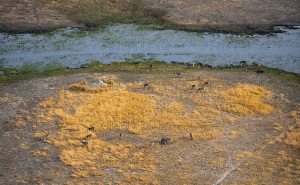 Steppe zebras (Equus quagga), riverbank, aerial view, Okavango Delta, Botswana