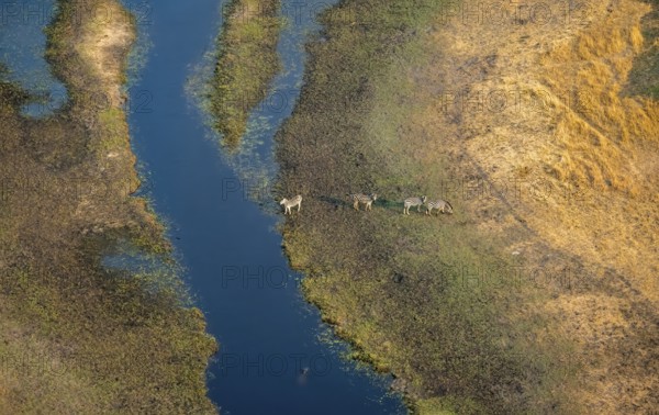 Steppe zebras (Equus quagga), on the river, aerial view, Okavango Delta, Botswana
