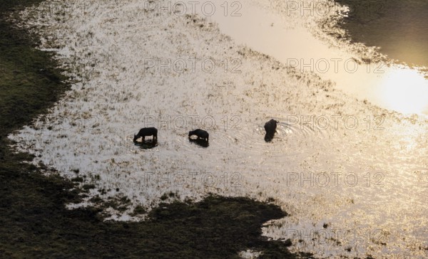 Kaffir buffalo (Syncerus caffer caffer), three animals in the river, in backlight, aerial view, Okavango Delta, Botswana