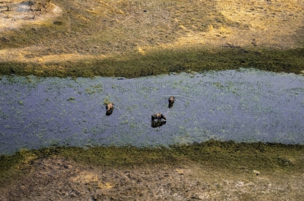 Kaffir buffalo (Syncerus caffer caffer), three animals in the river, aerial view, Okavango Delta, Botswana