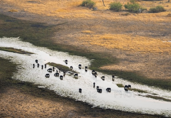 Kaffir buffalo (Syncerus caffer caffer), flock in river, aerial view, Okavango Delta, Botswana
