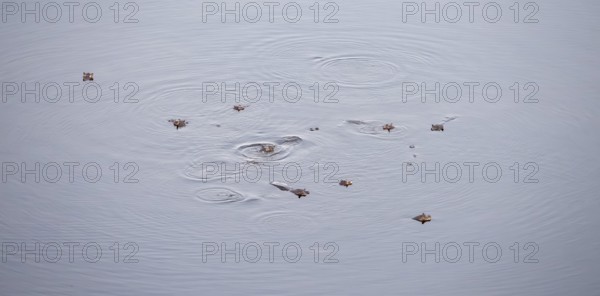 Hippos (Hippopatamus amphibius), group in water, aerial view, Okavango Delta, Botswana