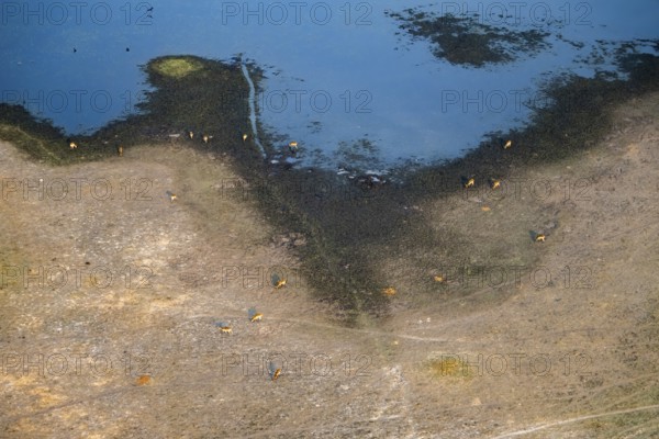 Herd of letschwe (Kobus leche), lychee bog antelope, riverbank, river landscape, aerial view, Okavango Delta, Botswana